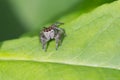 Spider-steed Royalty Free Stock Photo